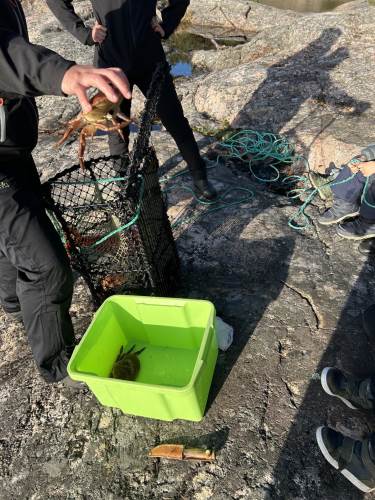 Ei krabbe er tatt opp og vises